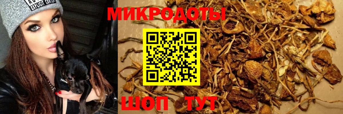 Галлюциногенные грибы Psilocybine cubensis Вязники